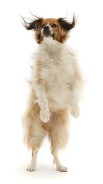 Sable mixed breed dog, age 1 year, ears flapping from jumping up to catch a treat.  