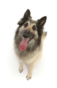 Belgian Shepherd Dog (Tervueren) bitch, Colouring: Grey with dropped black mask.  