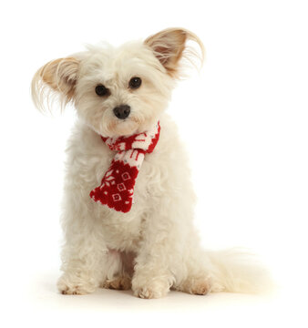 Pomapoo,  wearing a red-and-white scarf.  