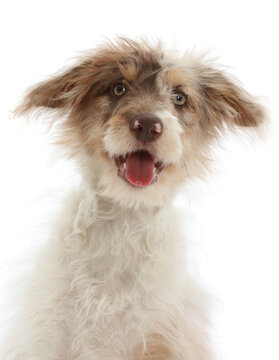 Red merle Cadoodle puppy, age 6 weeks, portrait.  