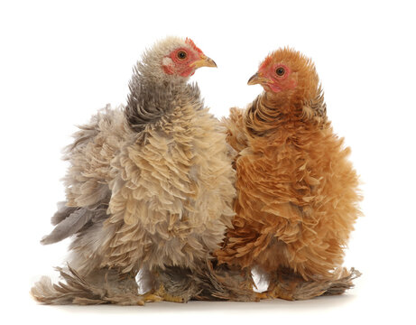 Fototapeta Buff and cream frizzle bantam chickens, age 15 weeks.  
