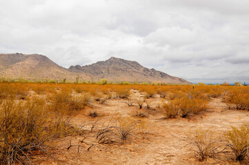 Naklejka premium San Tan Mountains Sonora Desert Arizona
