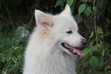 White pomeranian dog side face view with a happy face on outdoors with natural background