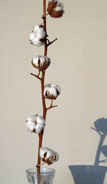 a sprig of cotton lies on a white background