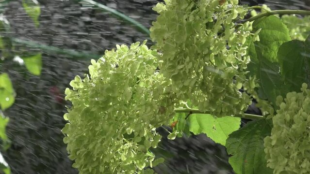 green hydrangea blossom splashed by water atomizer at sunny day. close up