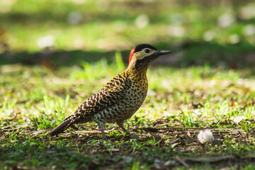 colorful bird in nature illuminated by the sun