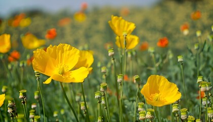 Obraz premium red and yellow tulips Blurred back ground ai generative