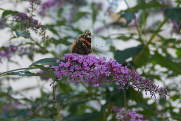 Red admiral butterfly (Vanessa Atalanta) perched on summer lilac in Zurich, Switzerland