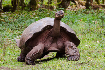 Giant Galapagos Tortoise (Chelonoidis niger) in Santa Cruz Island. These massive reptiles have unique shapes of neck and shell due to evolution by natural selection. - obrazy, fototapety, plakaty