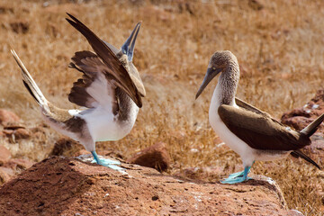 The blue-footed booby (Sula nebouxii) is a marine bird of the eastern Pacific Ocean and is found in dry grasses of North Seymour (Galapagos, Ecuador). Blue feet are showcased during mating rituals.