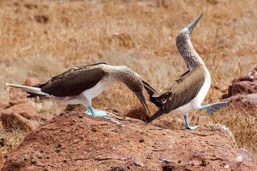 The blue-footed booby (Sula nebouxii) is a marine bird of the eastern Pacific Ocean and is found in dry grasses of North Seymour (Galapagos, Ecuador). Blue feet are showcased during mating rituals.