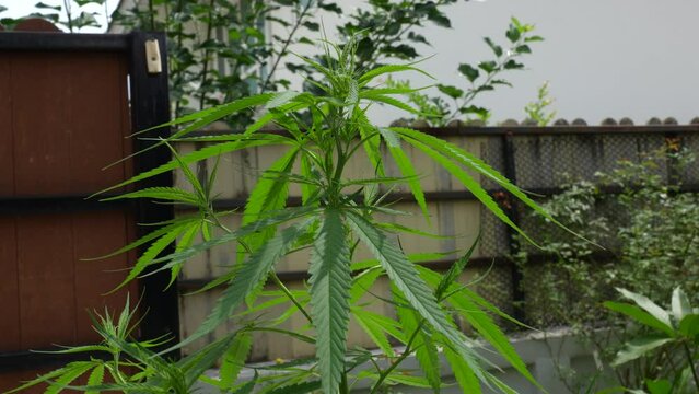 A lush marijuana plant  with stem and leaves under the sunshine. A herbal plant used for medical purposes to make the medicine. A weed plant for smoking and making drugs.