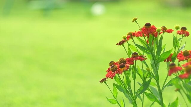Helenium Flowers. Close up of beautiful Autumn flowers large-flowered sneezeweed or annual aster in red colors blooming in the garden in summer season. Green blurred background. Copy Space for text	
