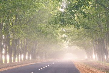 Empty asphalt road alley. Maple mighty tree misty tunnel. August summer morning foggy scene. Long branches in air. Rural nature landscape.