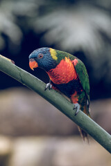 Multicolored bright parrot sitting on branch
