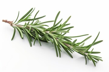 A fresh sprig of rosemary on a clean white background