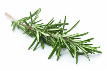 A fresh sprig of rosemary on a clean white background