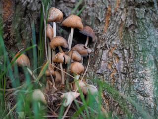 Shiny blackberry, Coprinellus micaceus mushrooms growing by a tree among grasses on a blurred background at close range, Edible but also poisonous mushroom
