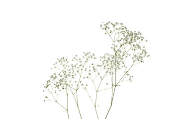 Gypsophila flower isolated on white background