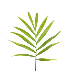 Fototapeta na wymiar Bright palm tree leaf isolated over white background