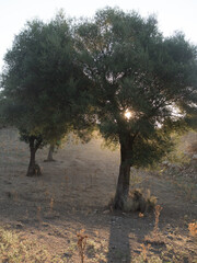 Vertical shot of a dawn soft light through   a tree foliage in a Sardinian summer field. August...