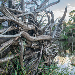 roots of a tree by the river
