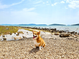 Obraz na płótnie Canvas Portrait of cute dog Pembroke welsh Corgi posing on sandy coast, Croatia beach