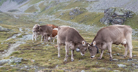 Mucche nei pressi dell'Alpe Fellaria in Valmalenco ad Agosto 2023, Lombardia, Italia