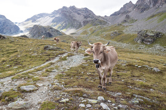 Mucche nei pressi dell'Alpe Fellaria in Valmalenco ad Agosto 2023, Lombardia, Italia