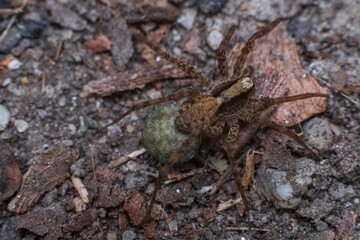 Macro of a wolf spider female of the Lycosidae family with its eggs