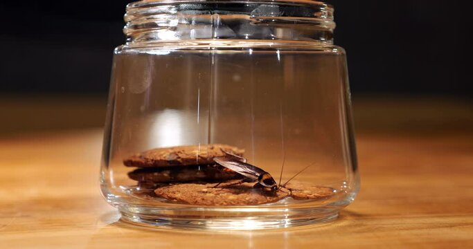 Big cockroach sitting in a open glass jar with cookies, gnawing on sweet food, macro shot. Typical insects living near people, mostly in the kitchen where there is a lot of food