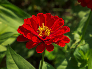 red dahlia flower