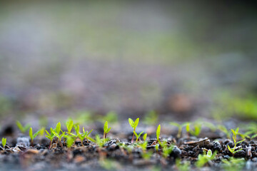 kale seedlings vegetables growing on a farm. frost and ice on the cold soil and plants on a...