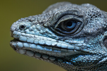 Blue iguana lizard head detail.