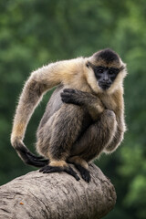 An adult monkey on a tree trunk.