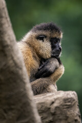 An adult monkey on a tree trunk.
