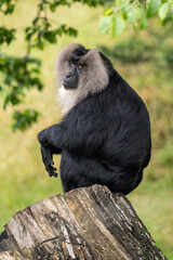An adult monkey on a tree trunk.