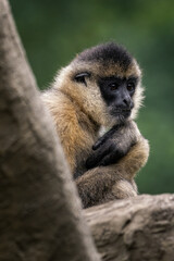 An adult monkey on a tree trunk.