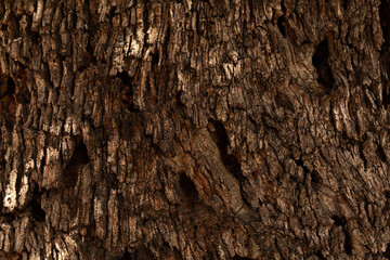  dry tree bark texture and background, nature concept