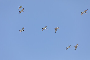 A flock of Eurasian oystercatcher flying in the sky