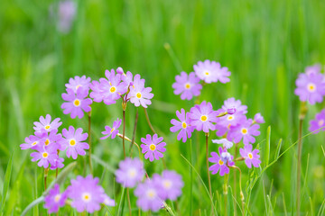 Blooming meadow primrose on a background of green grass