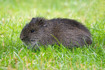 Wild dark guinea pig in green grass.