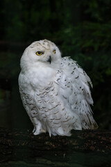 Snowy owl sitting bird in detail.