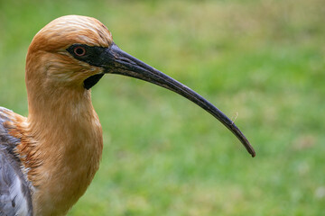 Grey-winged ibis, head detail.