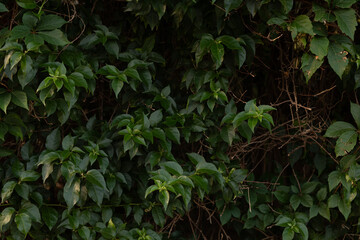  Artificial green leaf background