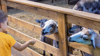 Fototapeta premium the boy feeds the animals in the zoo. Selective focus