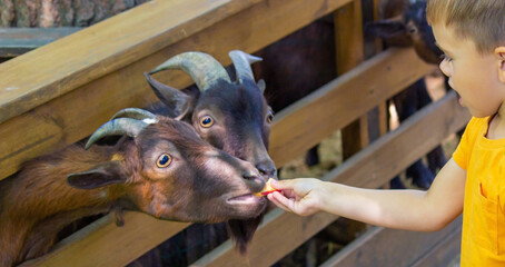 the boy feeds the animals in the zoo. Selective focus