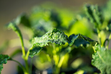 kale seedlings vegetables growing on a farm. frost and ice on the cold soil and plants on a winter's morning