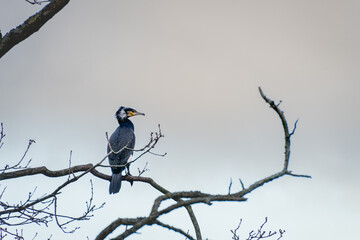 Cormorant sitting on a branch in Wassenaar, The Netherlands.