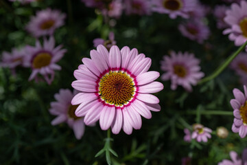 Purple Daisy